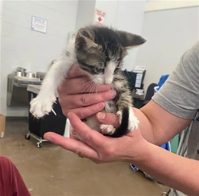 A baby medium-sized male Domestic Short Hair cat named Cyrus for adoption in Dallas, TX