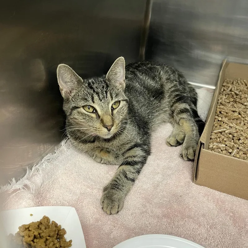 A young medium-sized female Brown / Chocolate Domestic Short Hair cat named Opossum for adoption in Newark, NJ