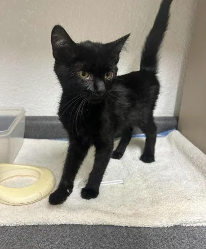 A young medium-sized female Black Domestic Short Hair cat named Sage for adoption in Sullivan, IN