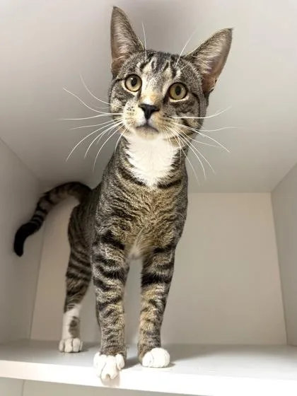 An adult medium-sized male Domestic Short Hair cat named Aladdin for adoption in West Chester, PA