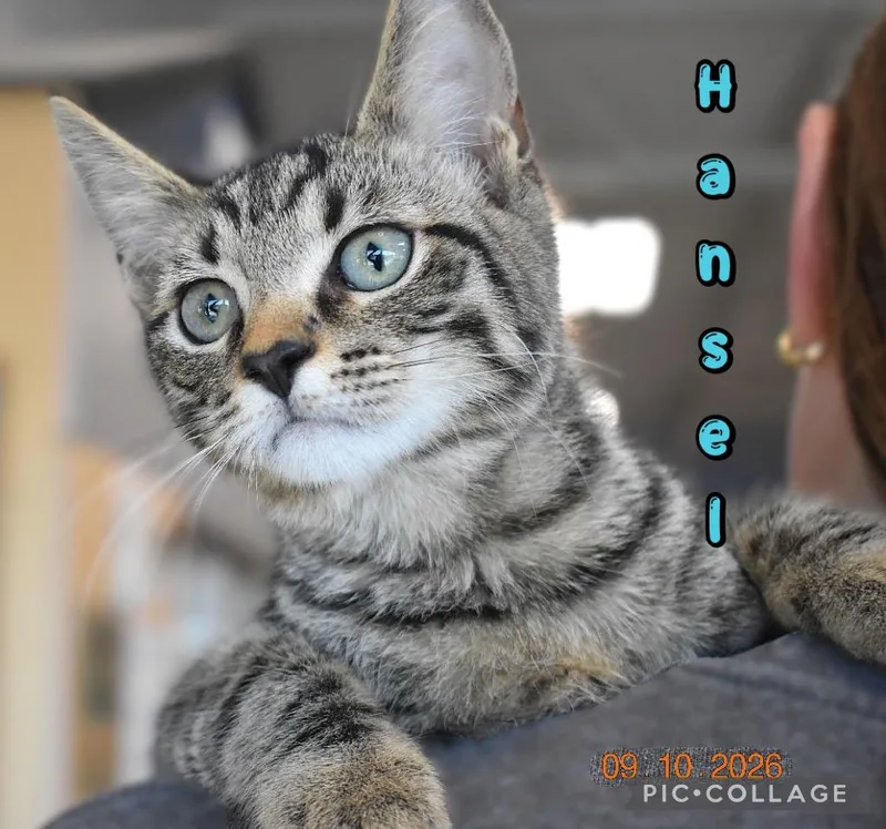 A baby medium-sized male Domestic Short Hair cat named Hansel for adoption in Fort Oglethorpe, GA