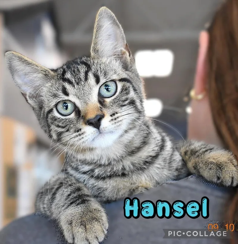 Hansel thumbnail 3