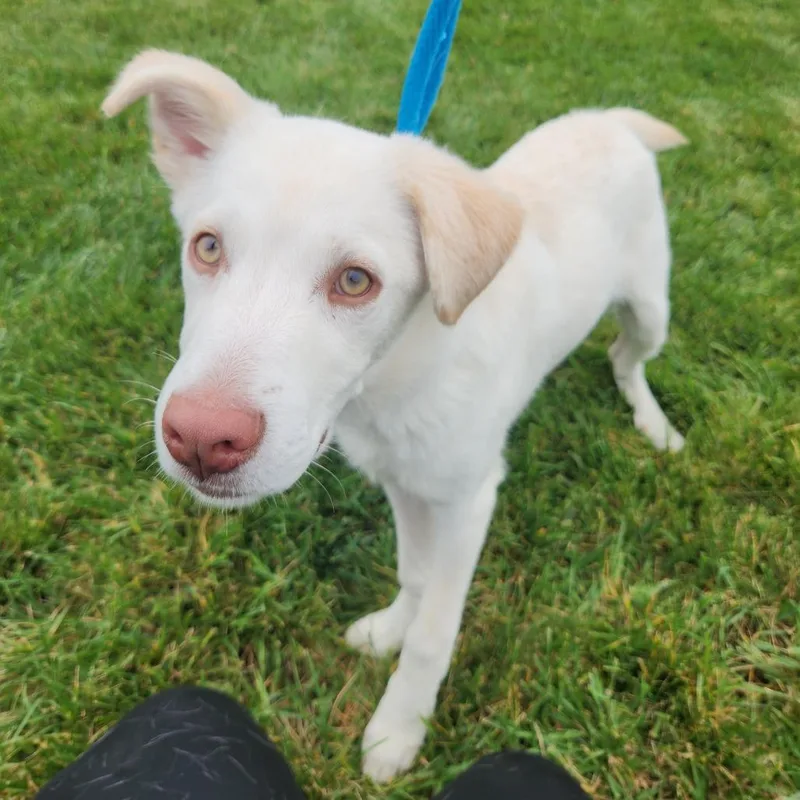 A baby medium-sized male White / Cream German Shepherd Dog dog named Farkle for adoption in Fort Wayne, IN