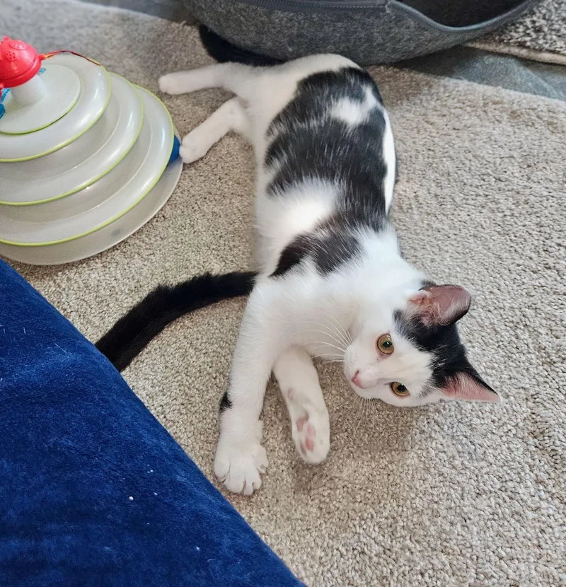 A baby medium-sized female Black Domestic Short Hair cat named Stella & Penny for adoption in The Dalles, OR