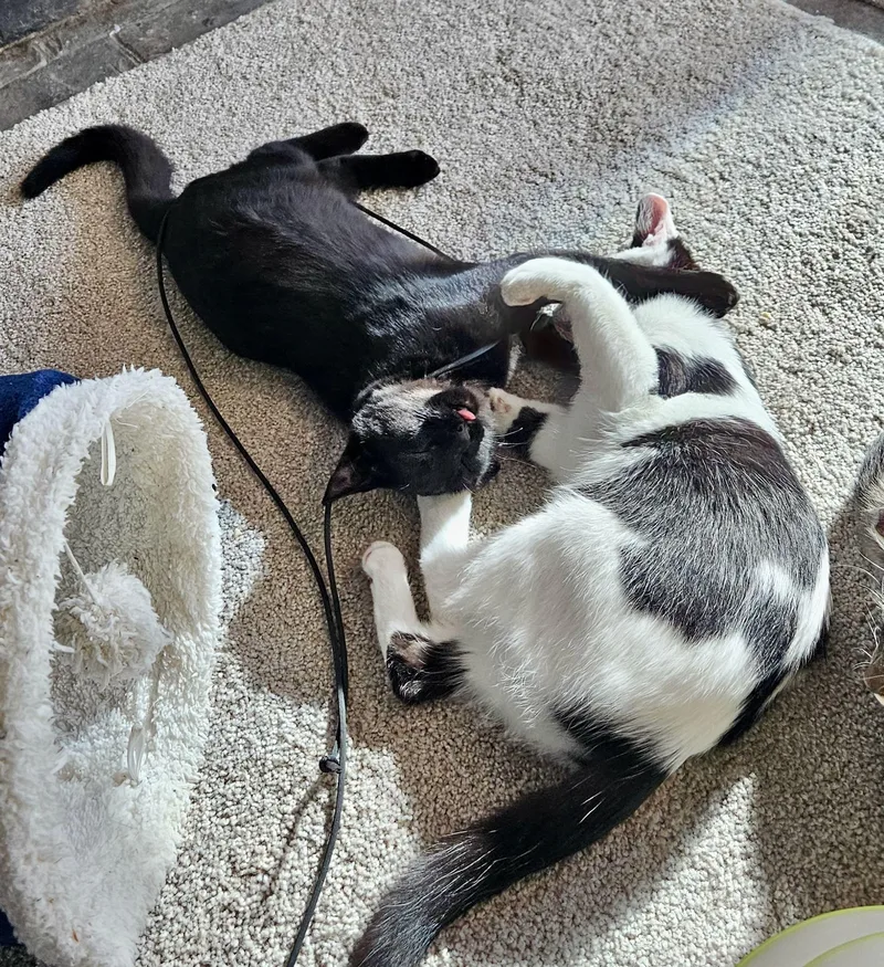 Stella & Penny thumbnail 6