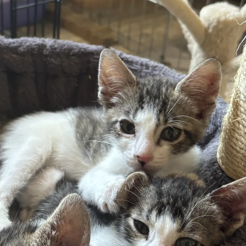 Queen Bee thumbnail 2