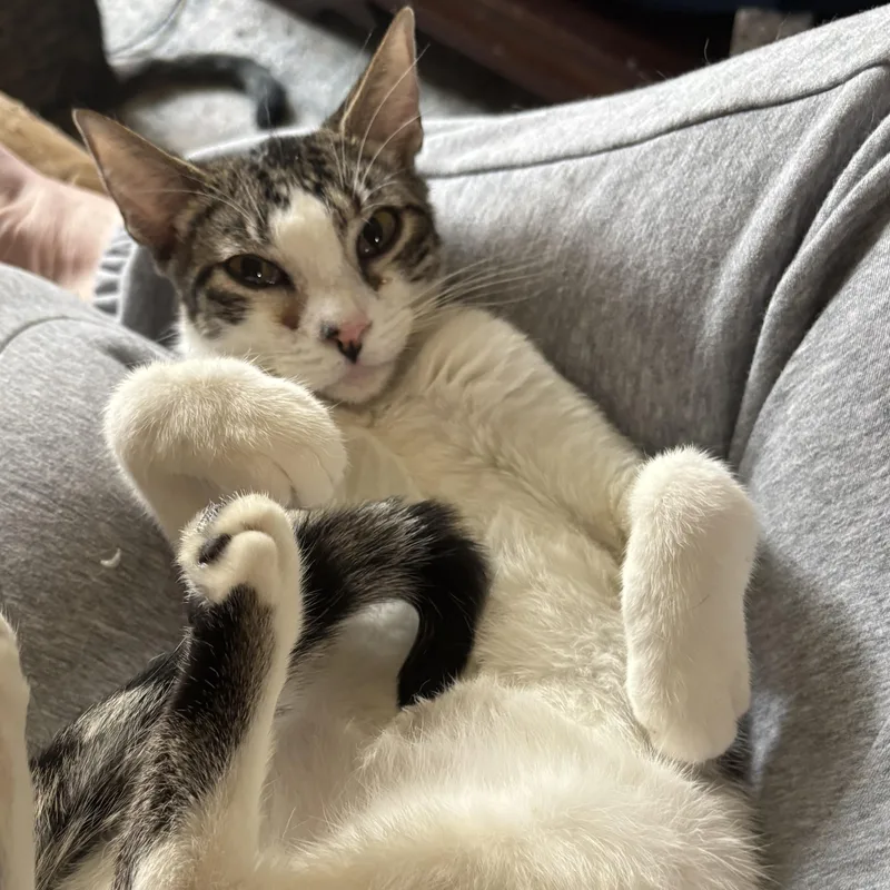 Queen Bee thumbnail 3