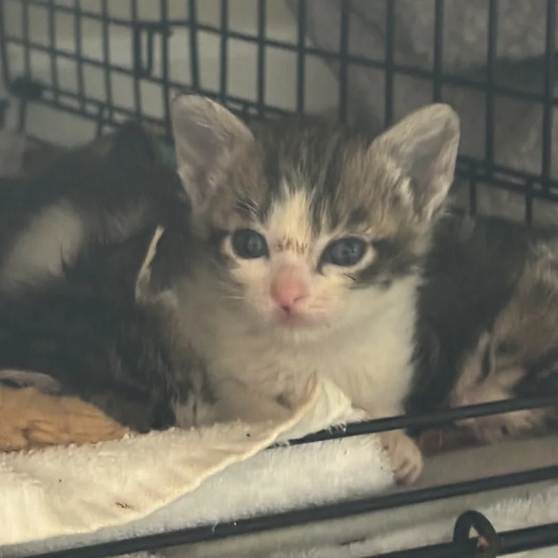 Queen Bee thumbnail 4