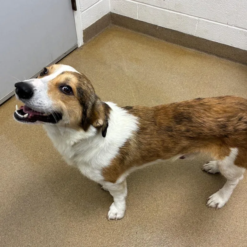 An adult medium-sized male Corgi dog named Scramble for adoption in Corpus Christi, TX