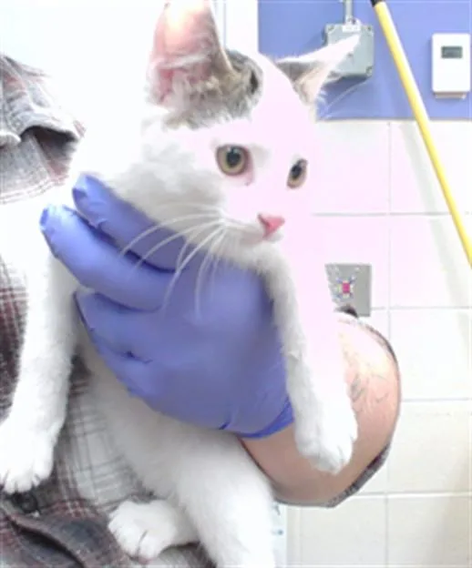 A baby small-sized female Domestic Short Hair cat named Grizzly Bear for adoption in Omaha, NE