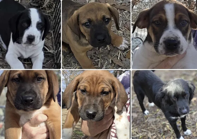 Puppy Litter Part thumbnail 2