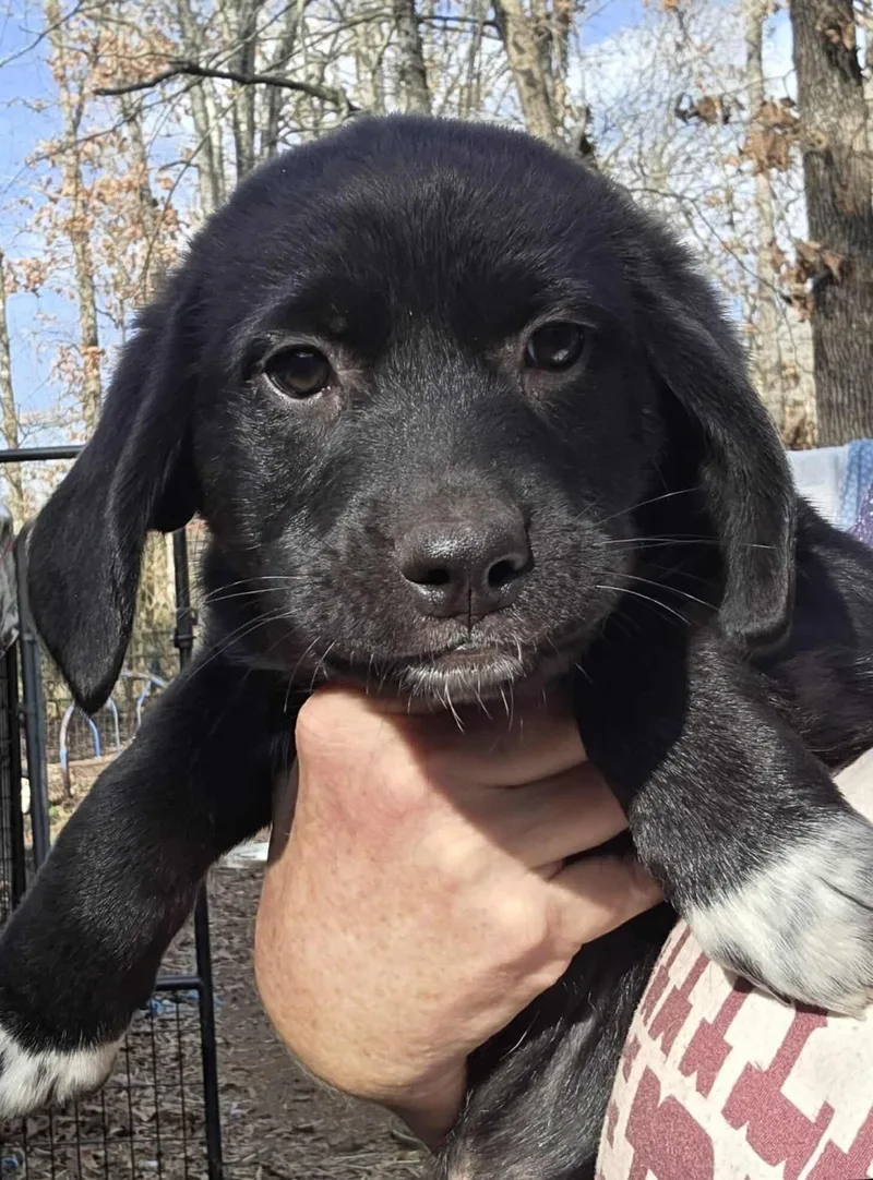 Puppy Litter Part thumbnail 3