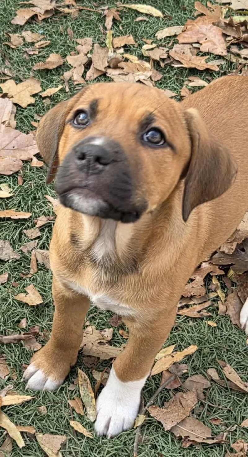 Puppy Litter Part thumbnail 4