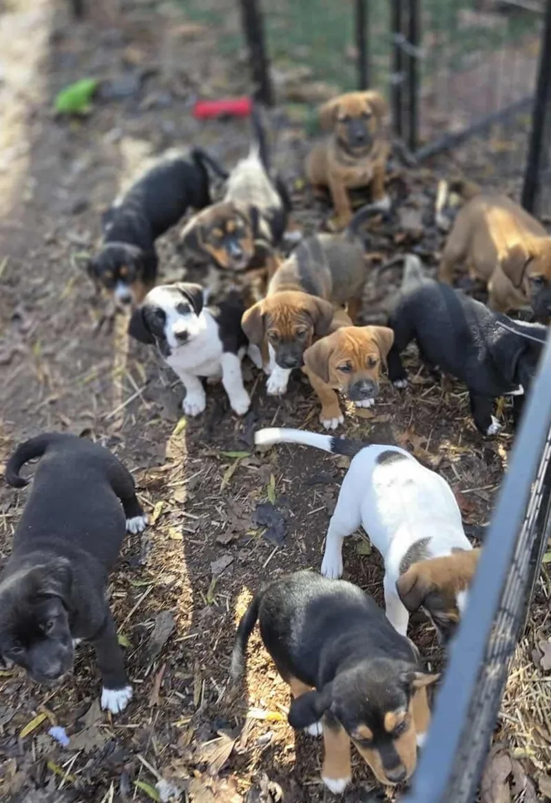 Puppy Litter Part thumbnail 5