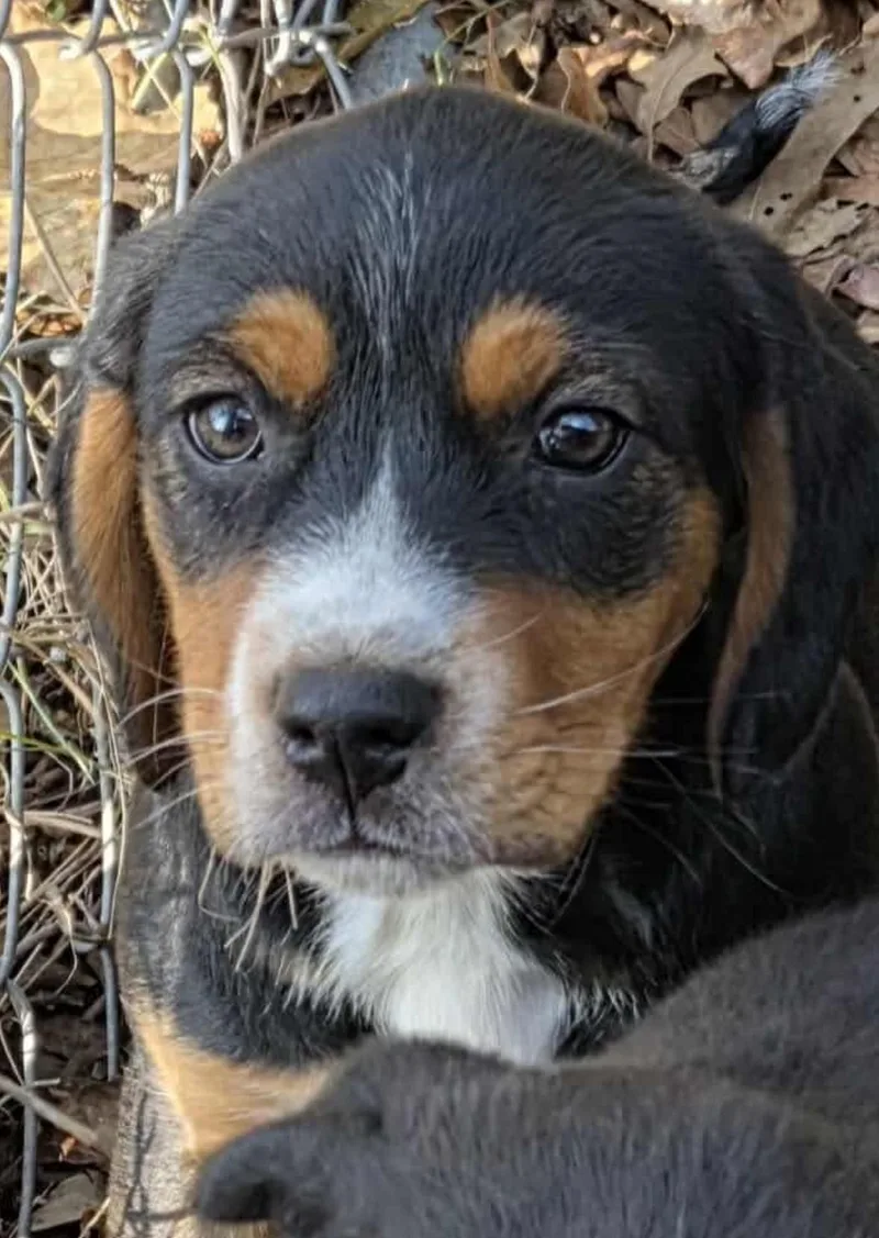 Puppy Litter Part thumbnail 6