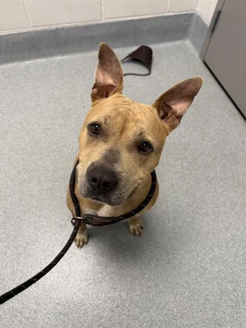 An adult large-sized female Pit Bull Terrier dog named Walnut for adoption in Indianapolis, IN