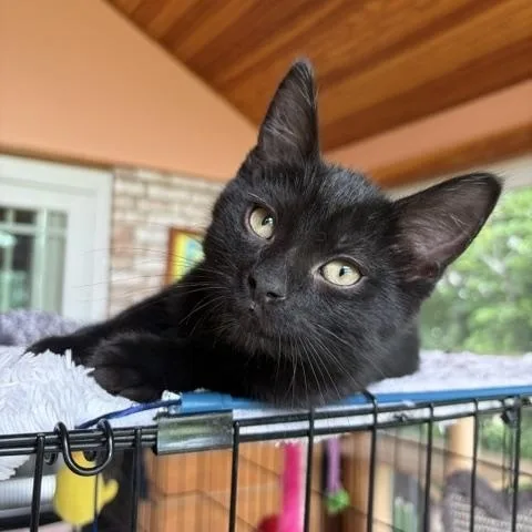 A baby medium-sized male Black Domestic Short Hair cat named Freeway for adoption in Lombard, IL