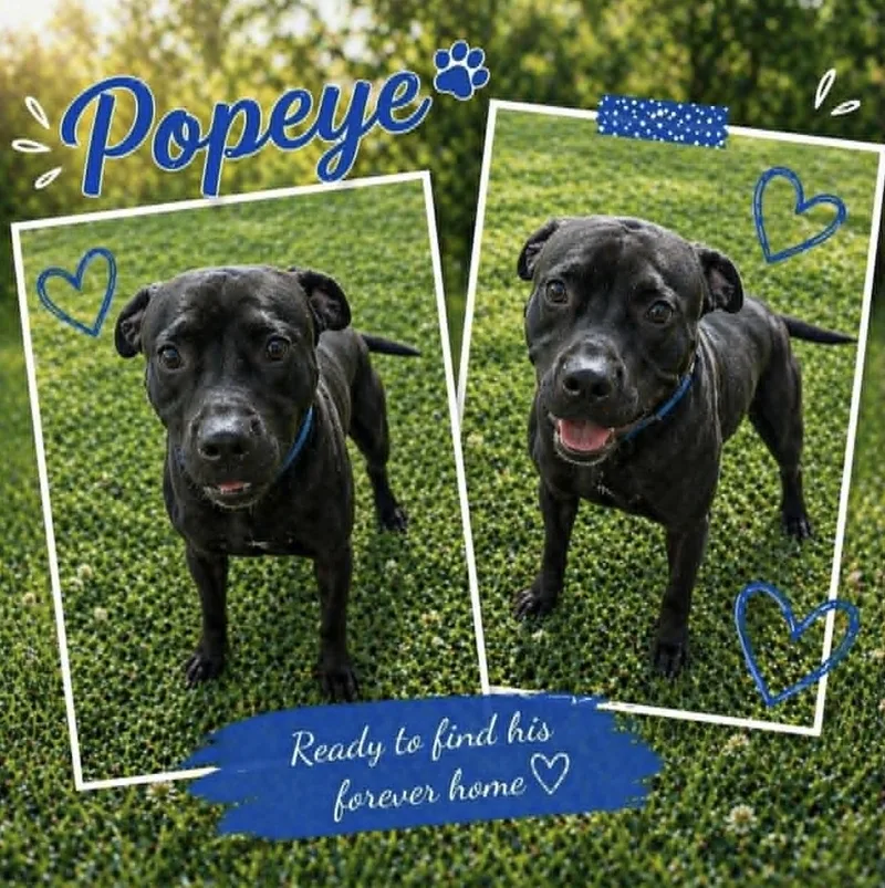 A young medium-sized male Labrador Retriever dog named Popeye for adoption in Allen, TX
