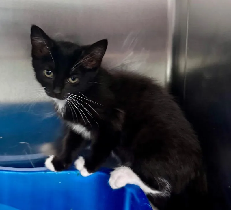 A baby medium-sized female Domestic Short Hair cat named Leopard for adoption in Danielsville, GA