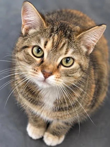 An adult small-sized female Domestic Short Hair cat named Gumbo for adoption in New Orleans, LA