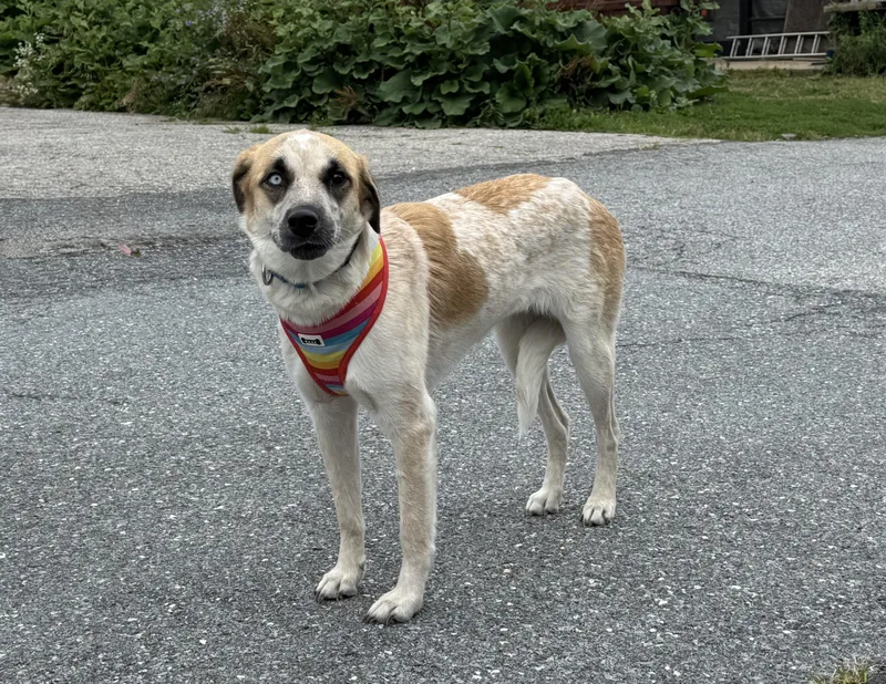 An adult large-sized female Cattle Dog dog named Lottie for adoption in Ellicott City, MD
