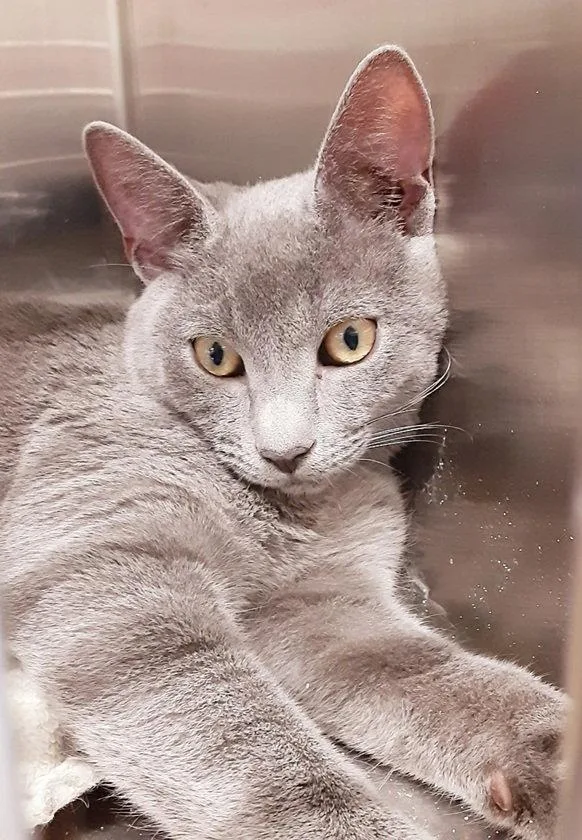 A young medium-sized female Gray / Blue / Silver Domestic Short Hair cat named Ronnie for adoption in Massapequa, NY