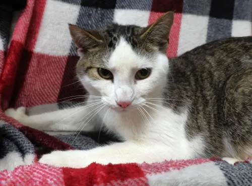 An adult medium-sized male Manx cat named Embry for adoption in Thief River Falls, MN