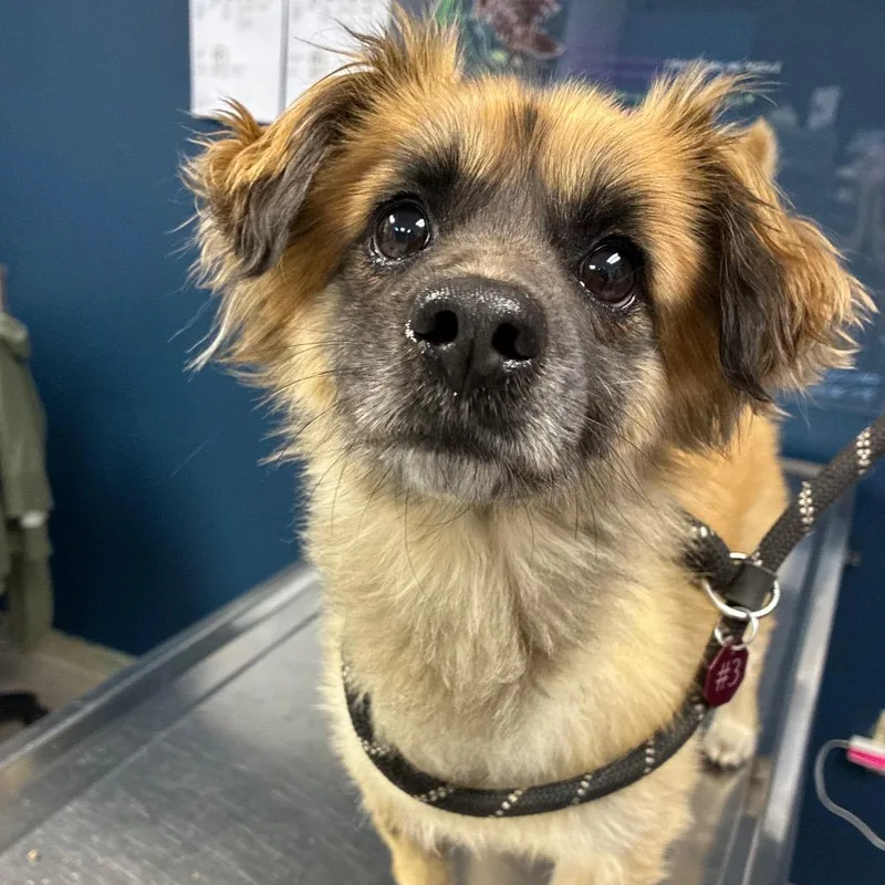 An adult small-sized male Brown / Chocolate Pomeranian dog named Scooter for adoption in Newark, NJ