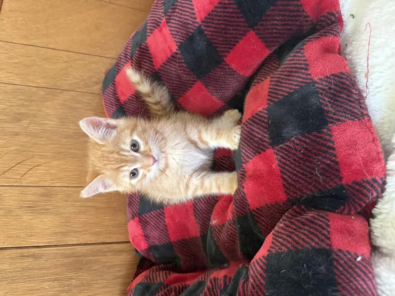 A baby small-sized male Orange / Red Domestic Short Hair cat named Mandarin for adoption in La Jolla, CA