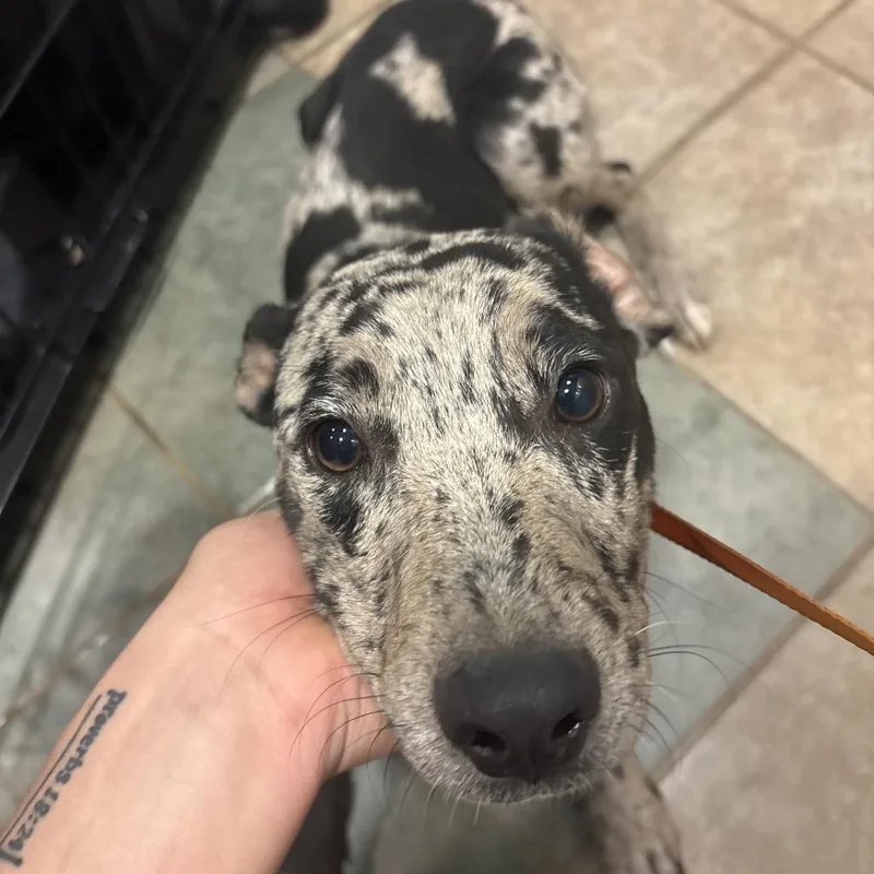 A young small-sized male Black Mixed Breed dog named Birthday for adoption in Chattanooga, TN