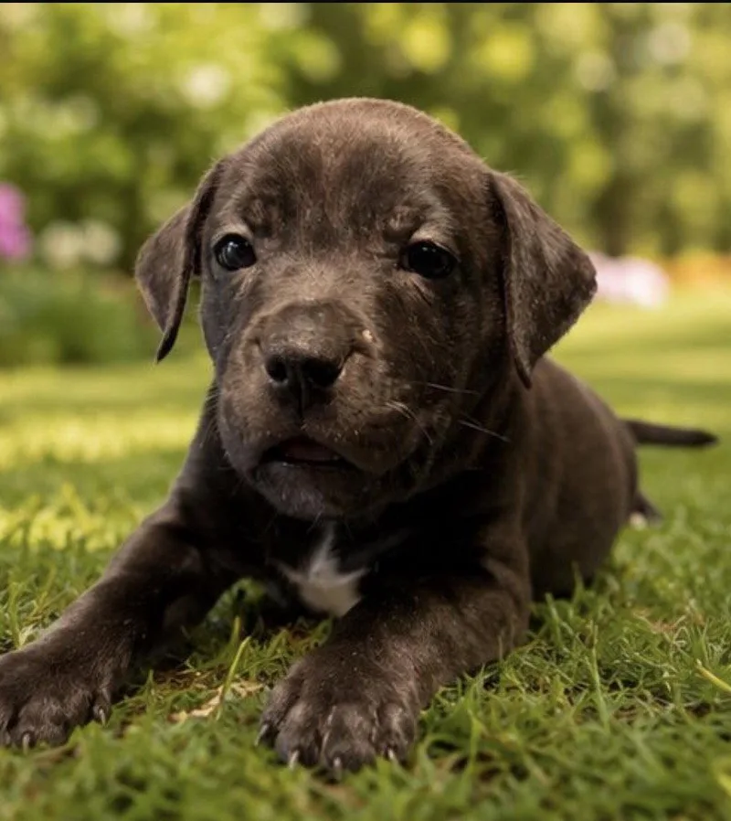 A young medium-sized female Labrador Retriever dog named Ariel for adoption in Margate, FL