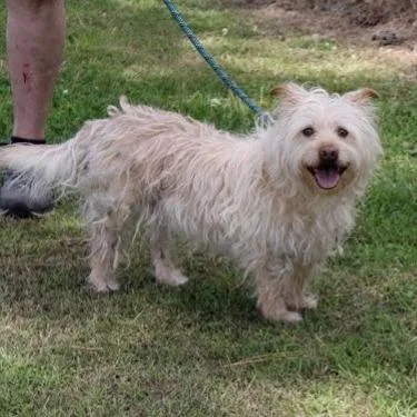 An adult medium-sized female White / Cream Terrier dog named Lauren for adoption in Birmingham, AL