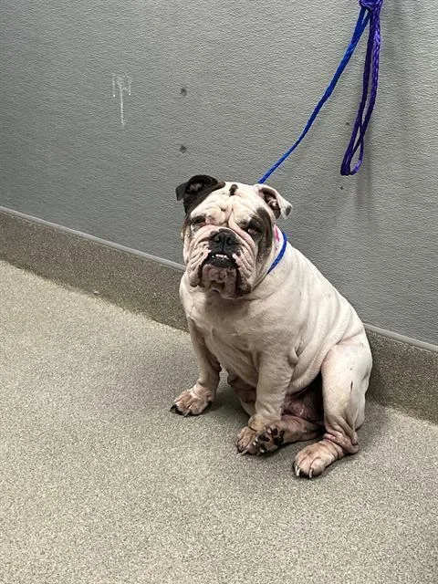 An adult medium-sized female English Bulldog dog named Chanel for adoption in Las Vegas, NV