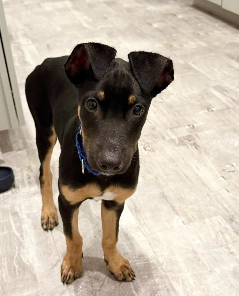 A baby medium-sized male Shepherd dog named Hank for adoption in Saugus, MA