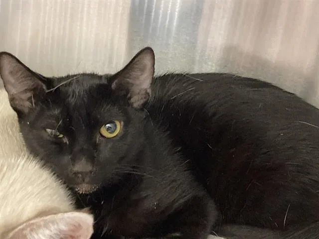 A young small-sized female Domestic Short Hair cat named Barmbrack for adoption in Tustin, CA
