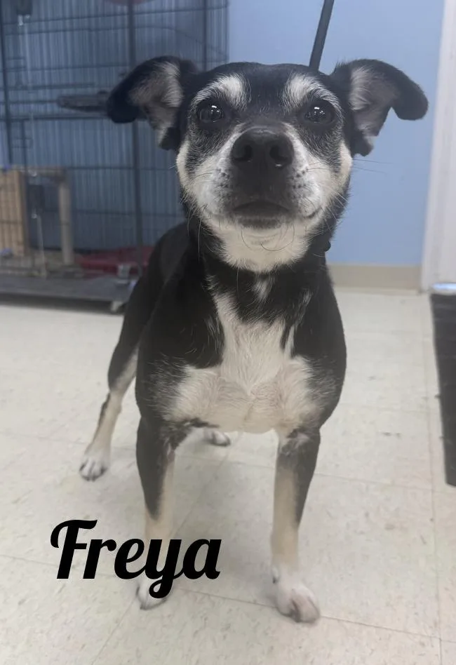 An adult small-sized female Black Rat Terrier dog named Freya for adoption in Manistee, MI