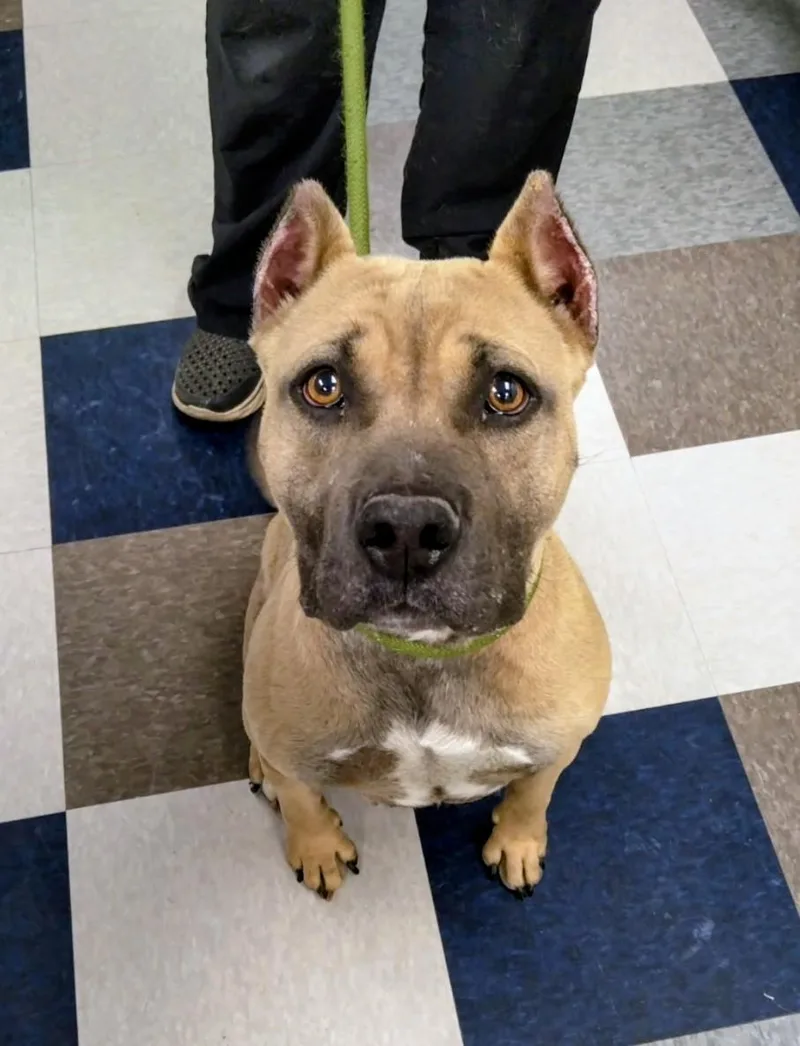 An adult medium-sized female Pit Bull Terrier dog named Sage for adoption in Evergreen, CO