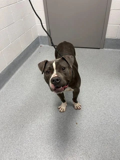 An adult medium-sized male Pit Bull Terrier dog named Wallace for adoption in Indianapolis, IN