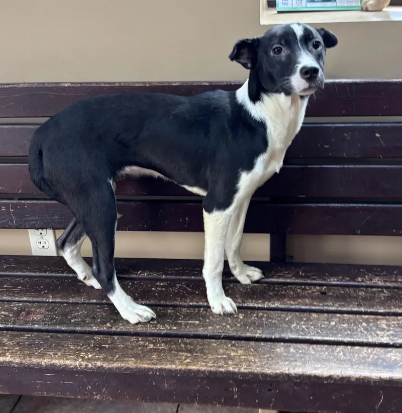 A young medium-sized female Black Border Collie dog named Beverly for adoption in Watertown, CT