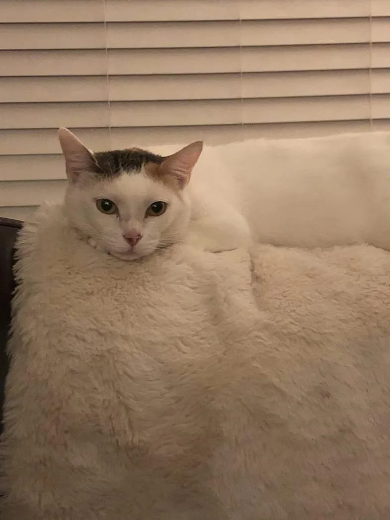A young medium-sized female Domestic Short Hair cat named Matilda WHITE BEAUTY for adoption in Stowe, PA