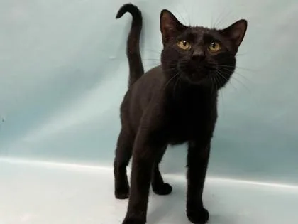 An adult small-sized male Domestic Short Hair cat named Nova for adoption in Woodbury, MN