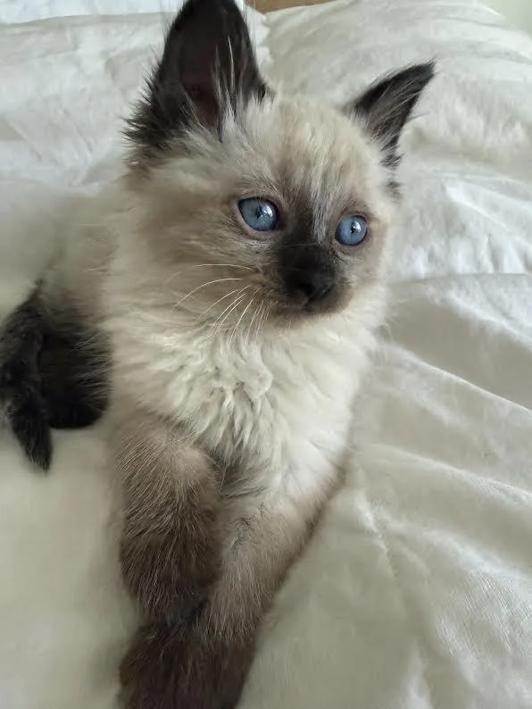 A baby small-sized male Chocolate Point Domestic Long Hair cat named Spock for adoption in Fruit Heights, UT