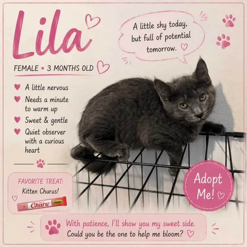 A baby medium-sized female Domestic Short Hair cat named Lila for adoption in Salamanca, NY
