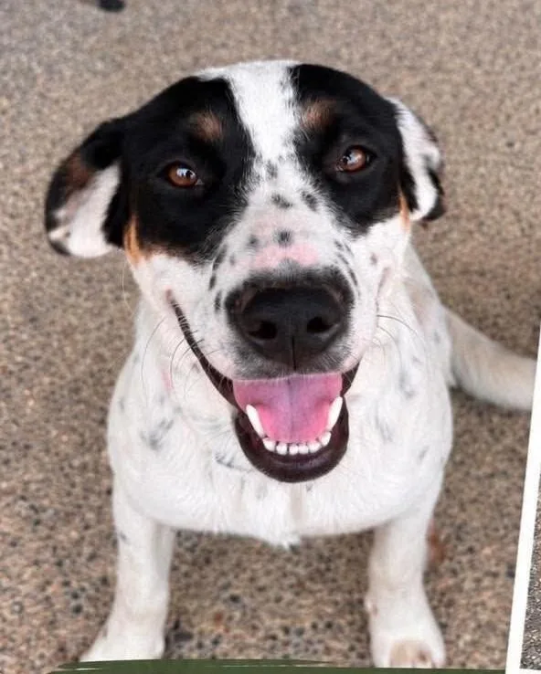 A young medium-sized female Australian Cattle Dog / Blue Heeler dog named Daisy for adoption in Grand Rapids, MI