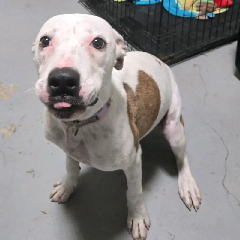 A young small-sized female White / Cream Pit Bull Terrier dog named Queen Of Hearts for adoption in Hattiesburg, MS
