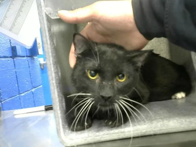 A young medium-sized male Domestic Short Hair cat named Grape for adoption in Albuquerque, NM