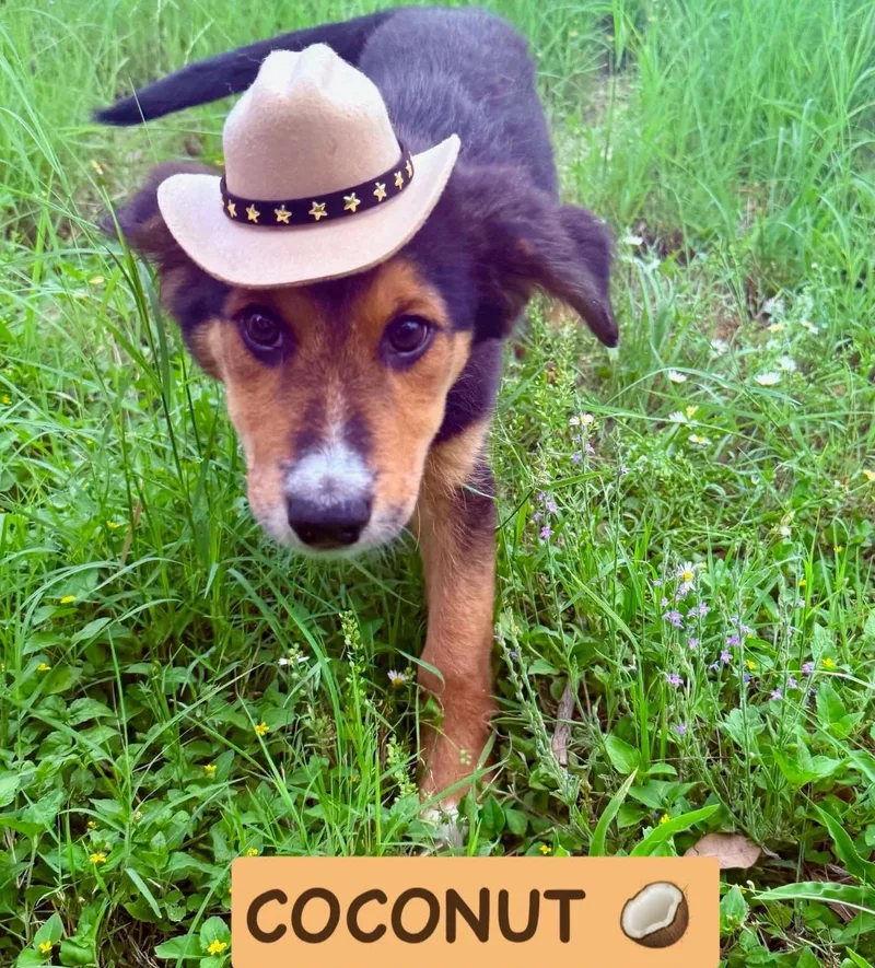 A baby large-sized female Black Collie dog named Coconut for adoption in Traverse City, MI