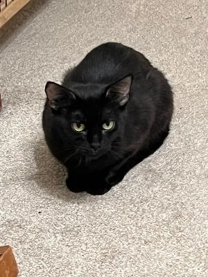A baby medium-sized female Black Domestic Short Hair cat named Mama Betty for adoption in Mokena, IL