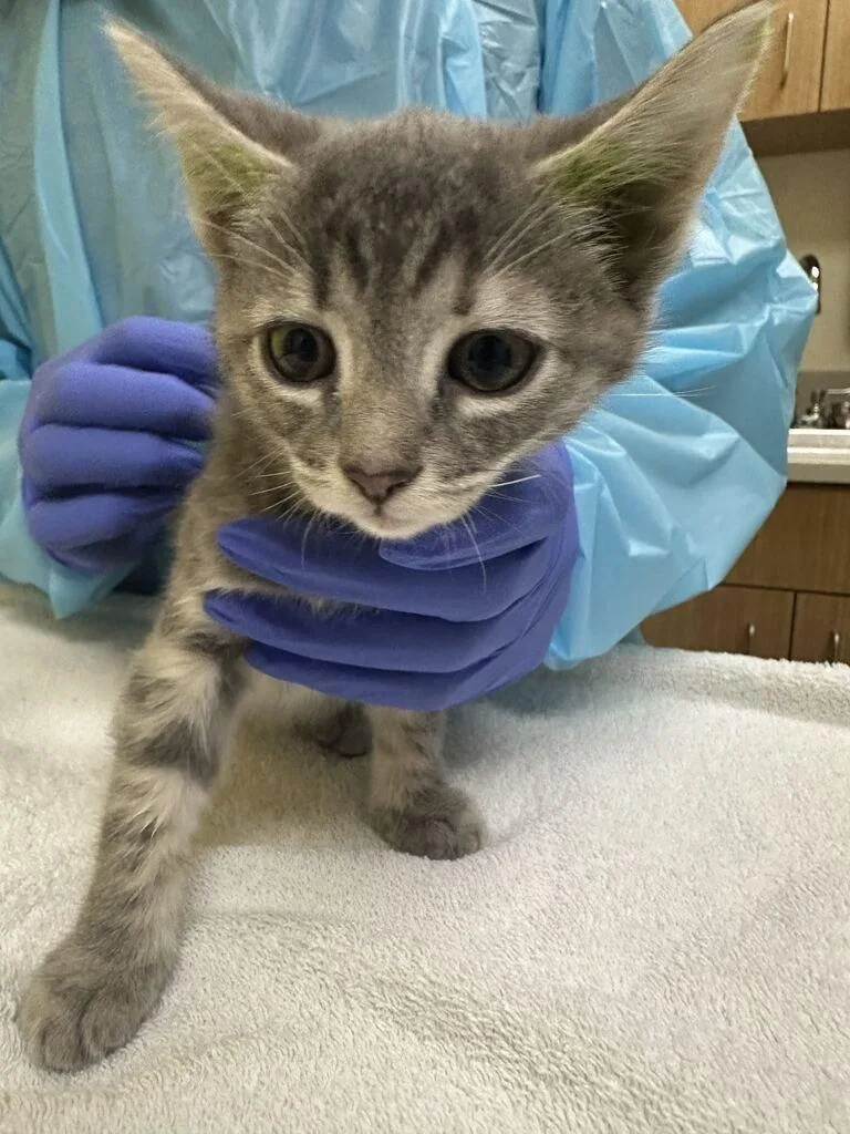 A baby small-sized female Tabby (Gray / Blue / Silver) Domestic Short Hair cat named Boom for adoption in Raleigh, NC