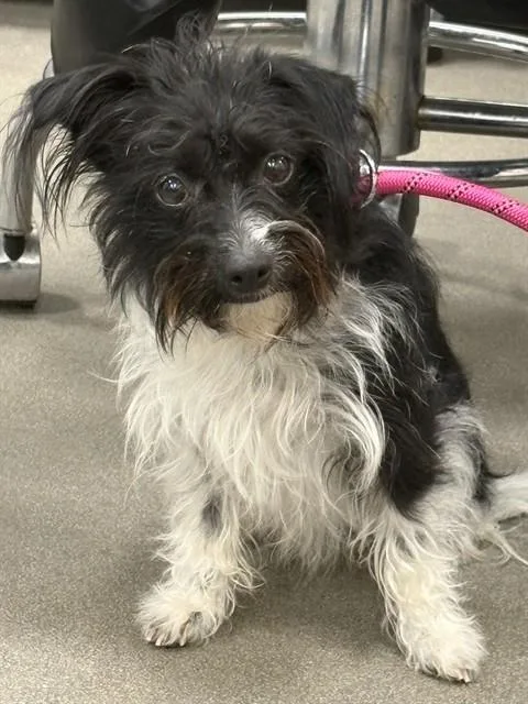 A young small-sized female Terrier dog named Rosie for adoption in Upper Marlboro, MD